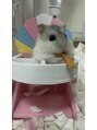 サラ(Sara)&nbsp;ハムスター飼ってます！お座りしてご飯食べます♪