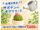 仙人掌の写真