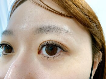 ルピナス(Lupinus)/ボリュームラッシュ500本下30本