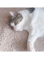 ルラデザイン(lula design) 猫大好きです´`*写真は実家の猫ちゃんです。