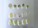 6月定額シンプルアート