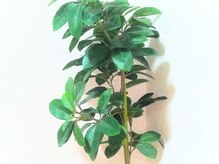 レジリエンス(Resilience)/受付角の観葉植物