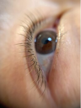 フェリシテ(felicite)/80本