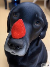 アイビーラッシュ(Eye'llbe lash)&nbsp;看板犬 アル