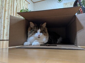 【足つぼ/よもぎ蒸し/オイルリンパ/腸もみ/ヘッドスパ】女性専用サロンPuana/リアム