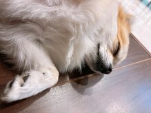 ソレイユ デ オッペン(Soleil De OPPEN)/仕事で疲れて爆睡の、看板犬そら