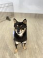 アイム 亀戸店(i'm)&nbsp;黒の豆柴飼ってます！動物は割と全般大好きです！