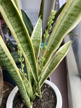 桃の木 吉祥寺店/サンスベリアに花芽が!7/7日