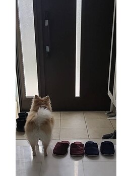 ソレイユ デ オッペン(Soleil De OPPEN)/お客様の来店を待つ、看板犬そら