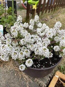 シャンティシャンティ(Shanti Shanti)/サロン入り口にお花が咲きます