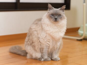 おうちサロンルフレ/おうちサロンルフレの看板猫