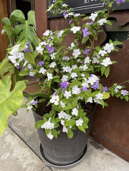 レクラン(L*ecrin)/☆初夏のバンマツリ☆