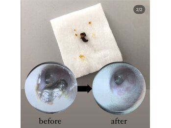 オスマンサス(Osmanthus)/before→after