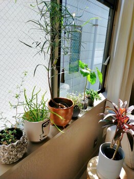 ヨイ(yoi)/グリーン