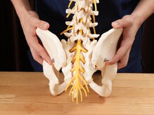 シード(SEED)/骨盤の役割