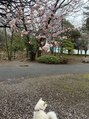 王様の昼寝 立川店 近所の公園梅の花