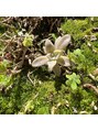 リフラ ナガラ(Li-Fra NAGARA) あまり詳しくはないですが、植物、家庭菜園は癒されます