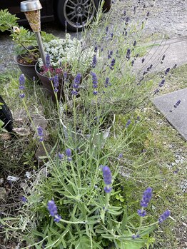 シャンティシャンティ(Shanti Shanti)/庭に咲いたラベンダー