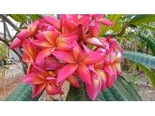 ジャワの宝石/赤いプルメリアの花 リラク