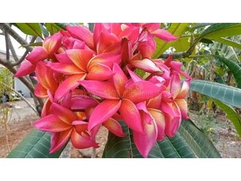 ジャワの宝石/赤いプルメリアの花 リラク