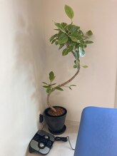 ポレポレ(POLEPOLE)/フィカスアルテシーマ曲がり