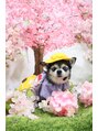 エール(Ailes)&nbsp;我が家のわんちゃんです！