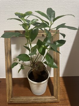 オラ(Hola.)/幸福の木ガジュマルでお出迎え♪