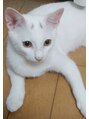 アイラッシュサロン ブラン イオンモール幕張新都心店(Eyelash Salon Blanc)&nbsp;最近仲間入りした猫のシロです(´▽｀*)
