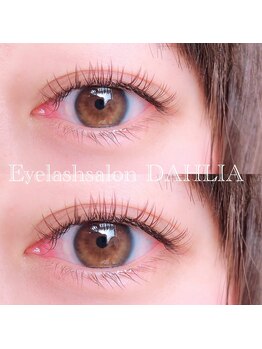 ダリア(DAHLIA)/フラットラッシュ　ブラウン