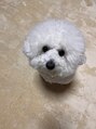 ヴァン ベール 宇都宮店 真っ白でふわふわの愛犬コットンです！癒し♪