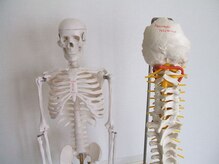 燕健友館健和堂/脊椎、骨格モデル