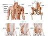 腰痛改善特化コース　施術時間60分