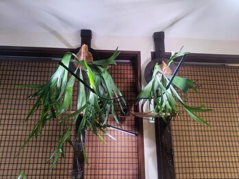 にらさわ整骨院/院内紹介-ビカクシダ