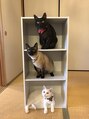 ミンティー 宮崎FC店&nbsp;猫好きで3匹の猫を飼ってます( ´ ▽ ` )