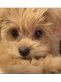 ピービー(PB)&nbsp;ちわぷー飼ってます^ ^