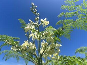 ジーヴァプラーナ(Jiva Purana)/モリンガ蒸し