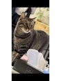 ラウレアココ(Laule'a Coko)&nbsp;いつもお家で私の帰りを待ってくれている愛猫です♪
