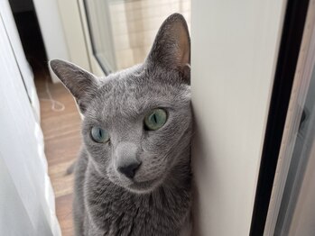 ウル(Ulu)/気まぐれ看板猫