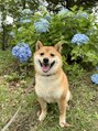リルーム 新宿東口(rroom)&nbsp;愛犬のムギ男の子です☆ムギの笑顔を見ることが生きがいです。