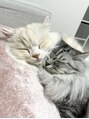 ハリス(HARIS) 私の癒しの天使ちゃん達です♪