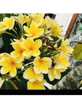 ジャワの宝石/黄金色のプルメリア 