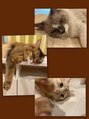 ナナネイル(Nana.Nail)&nbsp;猫３匹と暮らしてます♪実家にはワンコも！！モフモフ好き！
