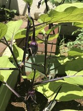 にしざわ整体院/2022年の夏野菜収穫