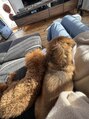 エミニー バイ エルズ(Eminy by L★s) 愛犬2匹飼ってます!トイプードルとカニヘンダックスです!