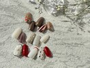 ［2月］ニュアンス定額デザイン