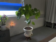 神ほぐし/大切に育てています！