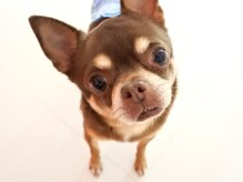 撫の樹の雰囲気(時折共用部にわんちゃんがおります。(施術室は個室です))