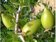 サロンドール(SalonDoll)/アルガニアスピノサ幹細胞