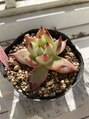 リピネ(lipine)&nbsp;お店の多肉植物♪勝浦朝市でもたくさん多肉植物あります！