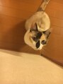 アイクイック 高田馬場店(Ai Quick) 実家で飼っている猫さん名前はめるです!見る度寝ています、